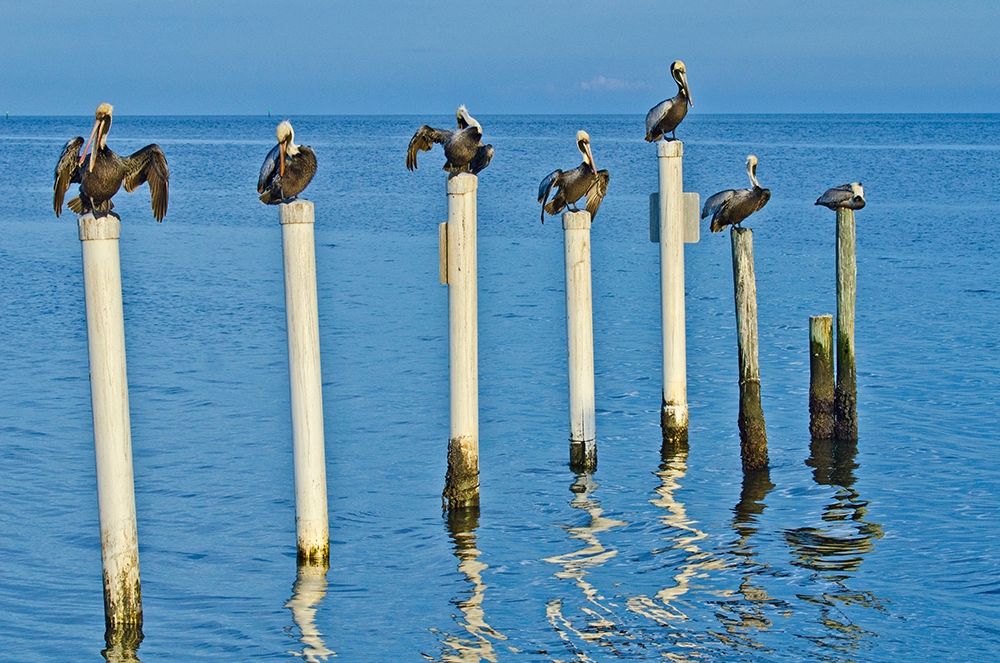 Florida-Cedar Key-Brown Pelicans Perched on Post